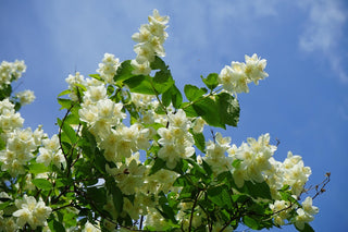 Philadelphus coronarius <br>SWEET MOCKORANGE MOCK ORANGE