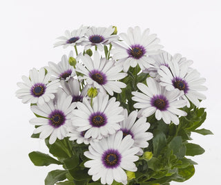 Osteospermum ecklonis <br>AFRICAN DAISY AKILA WHITE WITH PURPLE EYE