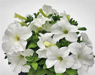 Petunia <br>PETUNIA WHITE SUCCESS 360°