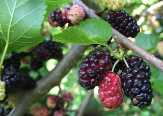 Morus rubra <br>RED MULBERRY