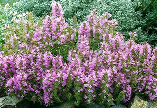 TUFTED THYME <br>Thymus comosus