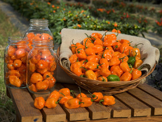 Capsicum chinense <br>HABANERO CHILE PEPPER