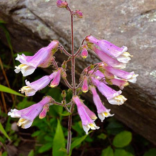 Penstemon hirsutus <br>HAIRY BEARDTONGUE