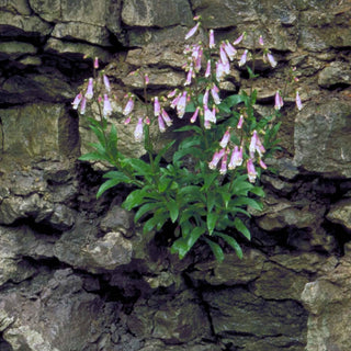 Penstemon hirsutus <br>HAIRY BEARDTONGUE