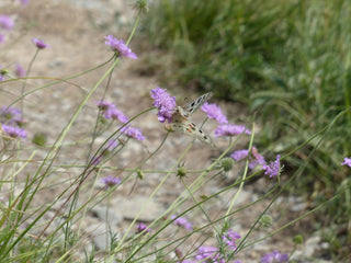 Knautia macedonica <br>WIDOW FLOWER 'WATERCOLOURS'
