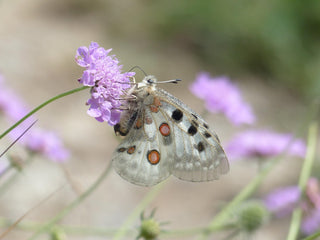 Knautia macedonica <br>WIDOW FLOWER 'WATERCOLOURS'