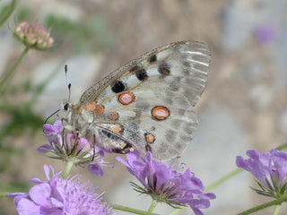 Knautia macedonica <br>WIDOW FLOWER 'WATERCOLOURS'