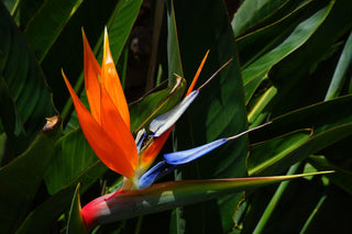 Strelitzia reginae <br>BIRD OF PARADISE ORANGE