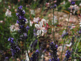 Gaura lindheimeri <br>BEEBLOSSOM WHITE