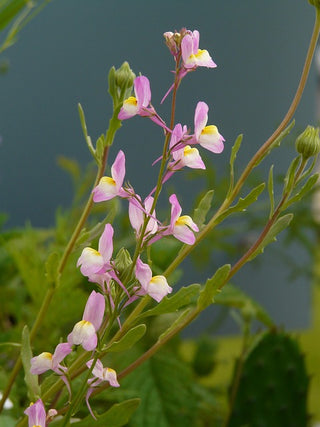 Linaria aeruginea <br>ROADSIDE TOADFLAX MIX