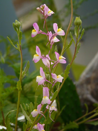 Linaria aeruginea <br>ROADSIDE TOADFLAX MIX