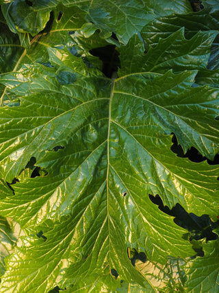 Acanthus mollis <br>BEAR'S BRITCHES