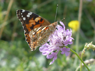 Knautia macedonica <br>WIDOW FLOWER 'WATERCOLOURS'