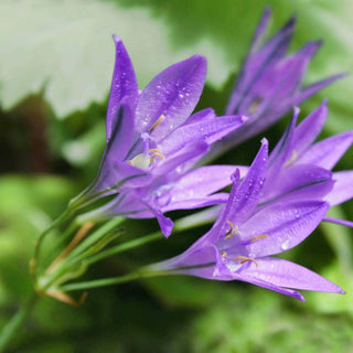 Triteleia laxa <br>ITHURIEL'S SPEAR, GRASS NUT