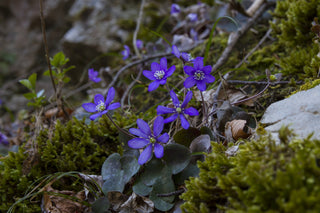 Hepatica acutiloba <br>SHARP LOBED HEPATICA, LIVERWORT