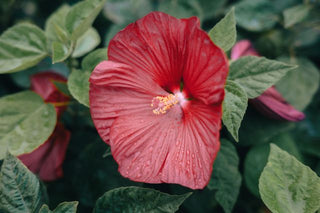 Hibiscus moscheutos <br>HARDY HIBISCUS MIX