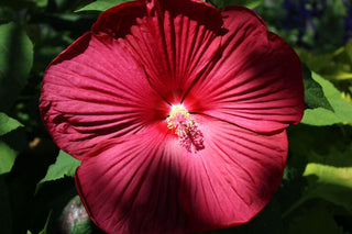 Hibiscus moscheutos <br>HARDY HIBISCUS DEEP RED, ROSE MALLOW