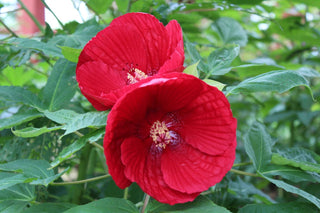 Hibiscus moscheutos <br>HARDY HIBISCUS MIX
