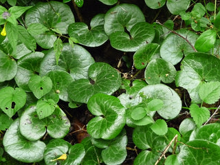Asarum europaeum <br>EUROPEAN WILD GINGER