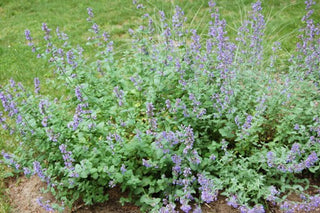 Nepeta mussinii <br>CATMINT, GREY CATMINT