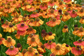 Helenium autumnale <br>SNEEZEWEED MIX Hybrids