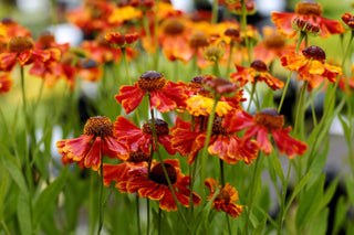 Helenium autumnale <br>SNEEZEWEED RED SHADES