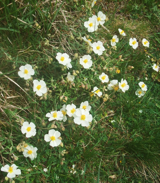 Helianthemum apenninum <br>WHITE ROCK ROSE