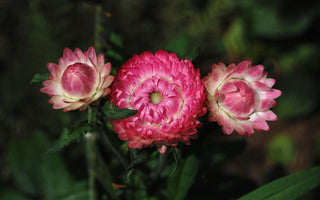 Helichrysum bracteatum <br>STRAWFLOWER ROSE-PINK