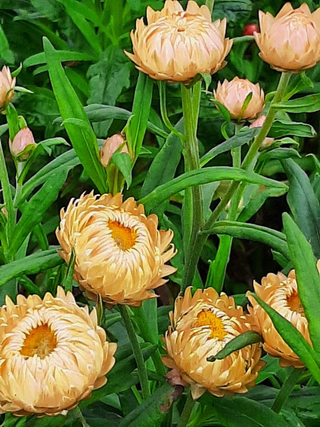 Helichrysum bracteatum <br>STRAWFLOWER KING SIZE SALMON