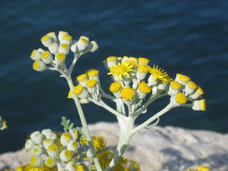 Helichrysum italicum <br>CURRY, ITALIAN STRAWFLOWER, IMMORTELLE