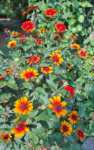 heliopsis_bleeding_hearts