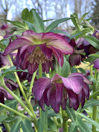 Helleborus orientalis <br>DOUBLE CHRISTMAS ROSE MIX