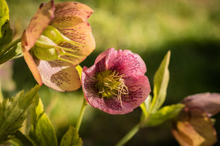 Helleborus orientalis <br>SPOTTED CHRISTMAS ROSE