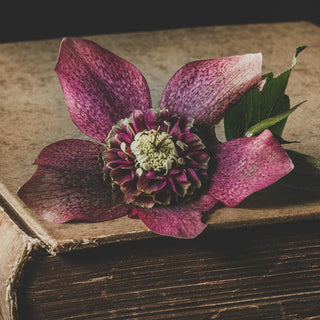 Helleborus orientalis <br>HELLEBORUS ANEMONE CENTERED
