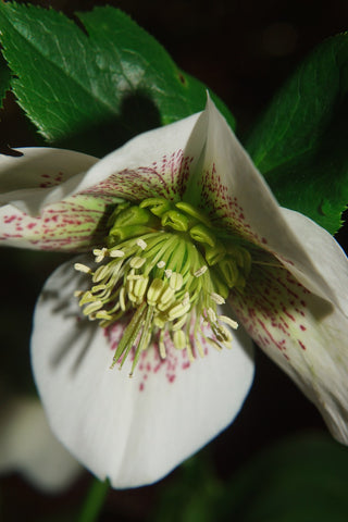 Helleborus orientalis <br>SPOTTED CHRISTMAS ROSE