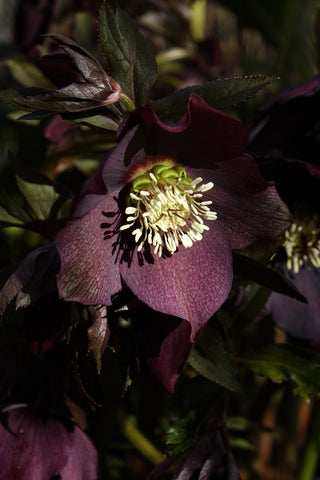 Helleborus <br>MIX CHRISTMAS ROSE