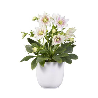 Helleborus orientalis <br>DOUBLE WHITE SPOTTED CHRISTMAS ROSE