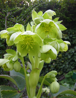 Helleborus argutifolius corsicus <br>HELLEBORE, CHRISTMAS ROSE