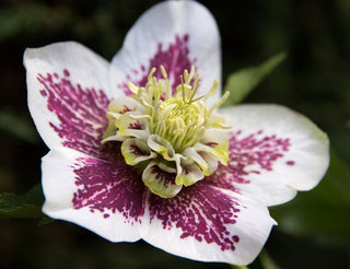 Helleborus orientalis <br>CHRISTMAS ROSE SPOTTED MIX