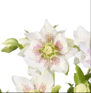 Helleborus orientalis <br>DOUBLE WHITE SPOTTED CHRISTMAS ROSE