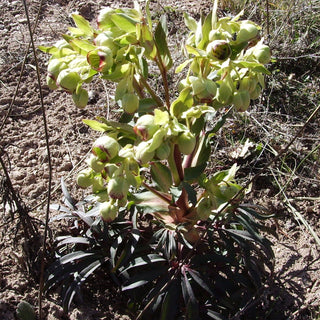 Helleborus foetidus <br>HELLEBORE, CHRISTMAS ROSE