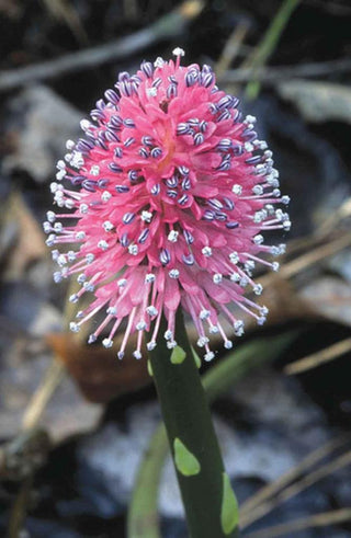 Helonias bullata <br>SWAMP PINK