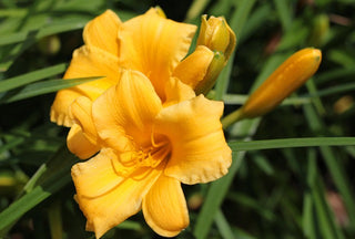 Hemerocalis <br>DAYLILY MINIATURE EARLY BLOOMERS MIX