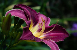 Hemerocalis <br>DAYLILY FIELD MIX