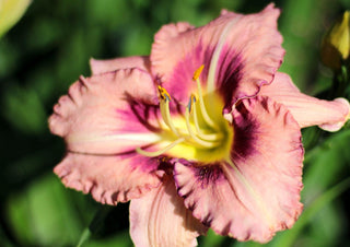 Hemerocalis <br>DAYLILY MINIATURE EARLY BLOOMERS MIX
