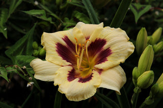 Hemerocalis <br>DAYLILY PREMIUM HYBRIDIZER MIX<br> LIVE PLANTS