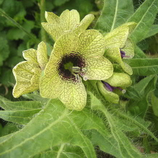 Hyoscyamus niger <br>BLACK HENBANE, STINKING NIGHTSHADE