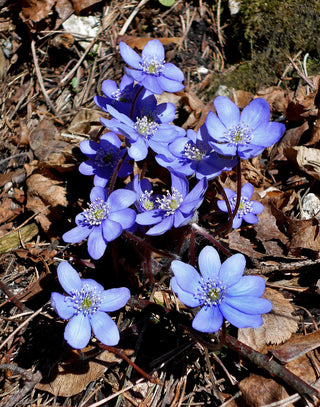 Hepatica acutiloba <br>SHARP LOBED HEPATICA, LIVERWORT