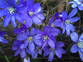 Hepatica acutiloba <br>SHARP LOBED HEPATICA, LIVERWORT