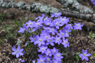 Hepatica acutiloba <br>SHARP LOBED HEPATICA, LIVERWORT